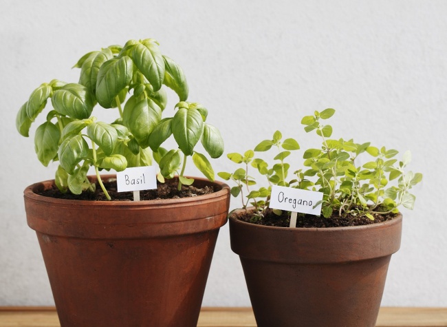 8-oregano