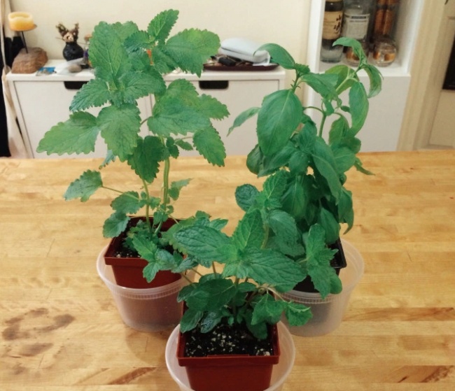 Menta ar trebui să fie plantată pe un singur rănd, la o înalțime de 12-15 cm si să fie udată de 3 ori pe săptămână. Dacă vrei să facă mai multe frunze, nu ar trebui să o lași să înflorească. Îți recomand să tai florile cănd apar.